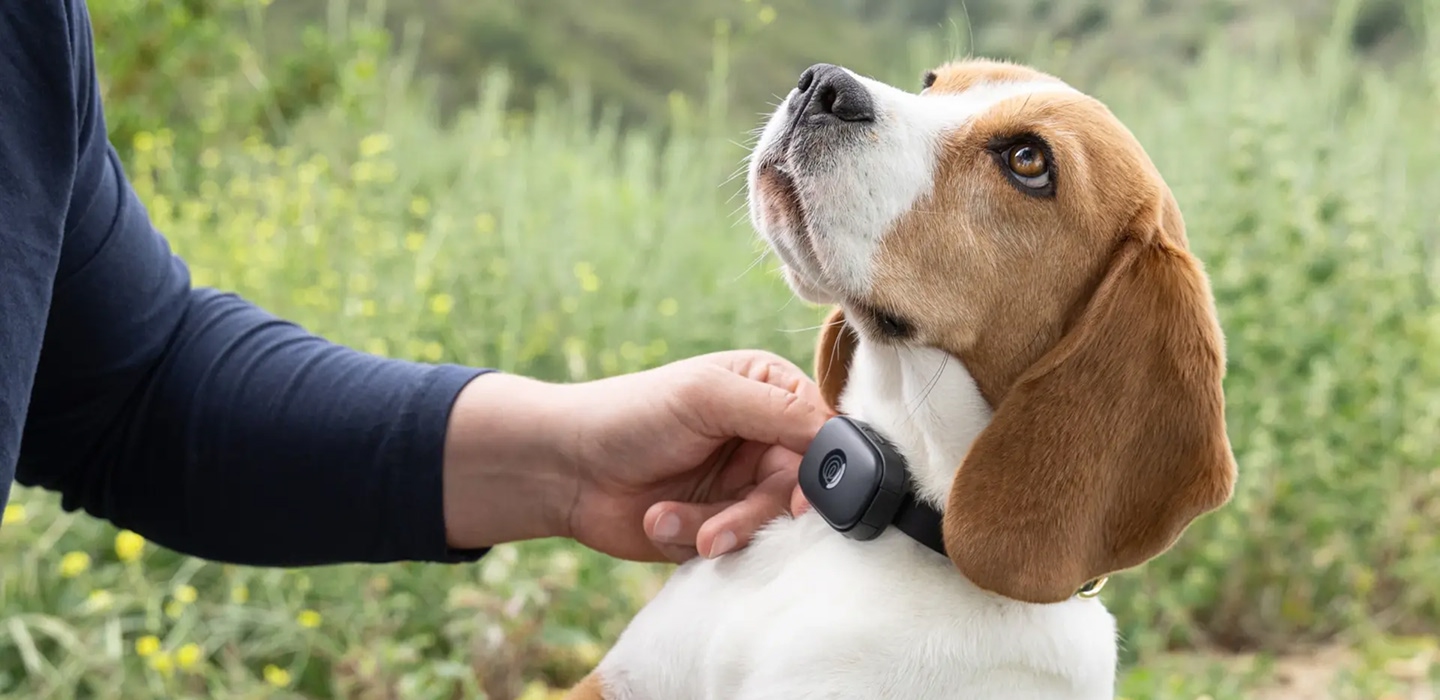 Dog with Pet GPS tracker
